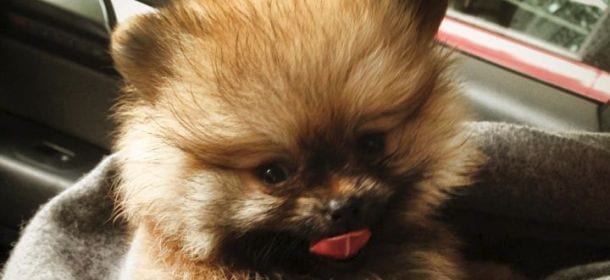 Tutti pazzi per i cani