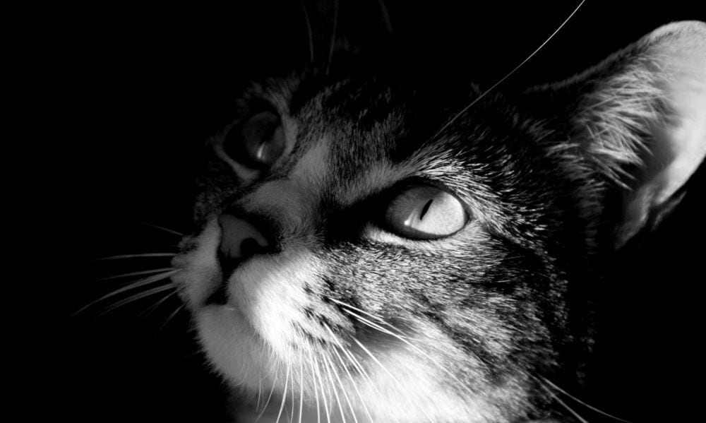 Immagini shock: la donna gatto esiste davvero [VIDEO]