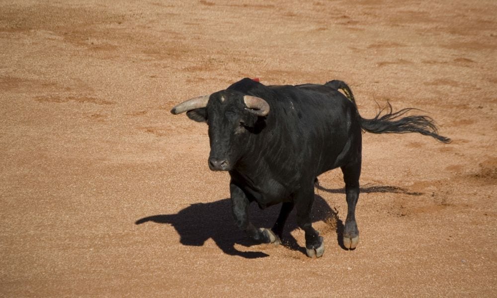 Corrida: un toro tenta di montare la torera [VIDEO]