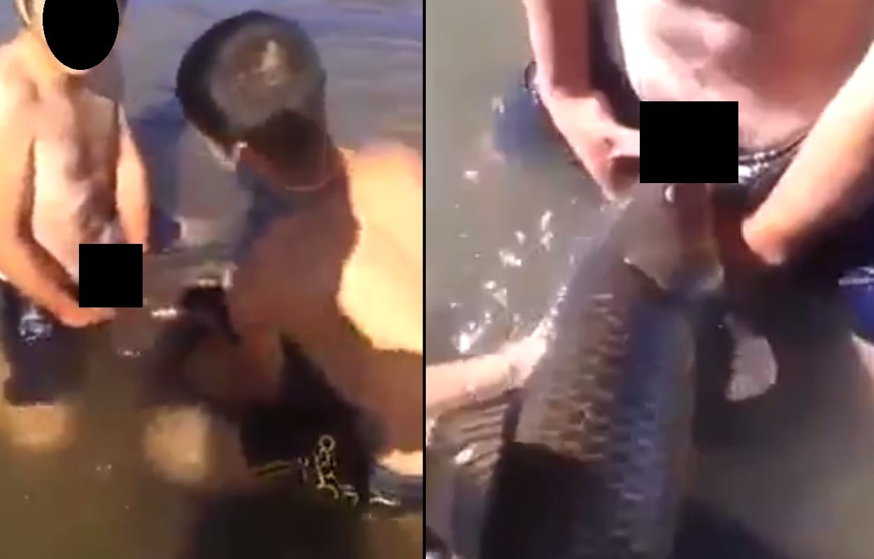 Cosa passi nella testa e nei pensieri di alcuni giovani rimane ancora un mistero, sicuramente i tre ragazzi del video (che trovate ad apertura di questa pagina) non hanno avuto un’idea brillante. Il gruppetto, in vacanza in una meta esotica, ha pensato bene di prendere “utilizzare” un pesce appena pescato come se fosse un giocattolo sessuale. Il “più scaltro” tra i ragazzi ha infatti pensato bene, con l’aiuto dei suoi amici, di masturbarsi utilizzando la bocca del pesce ancora vivo. A riprendere e pubblicare il video sono stati proprio i tre protagonisti che, fieri probabilmente di ciò che avevano commesso, lo hanno reso pubblico sui social. Una scena davvero orrenda e disgustosa ai danni di un povero animale indifeso.