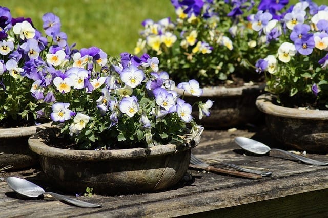 mangia fiori