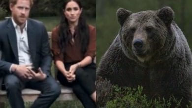 Harry e Meghan Markle in pericolo: avvistato un orso vicino casa