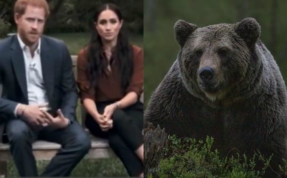 Harry e Meghan Markle in pericolo: avvistato un orso vicino casa