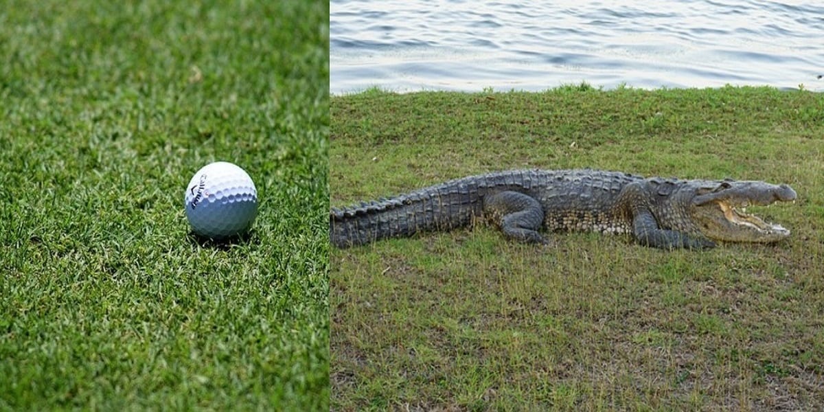coccodrillo pallina golf