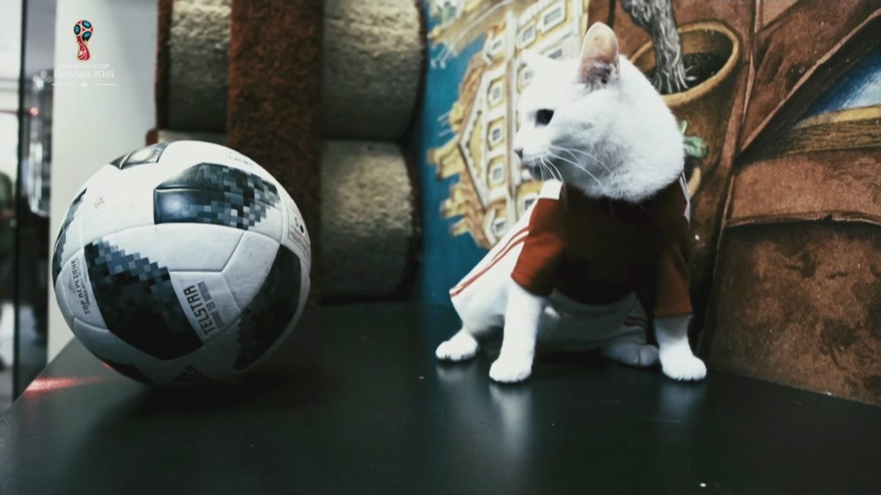 Euro 2020 gatto Achille