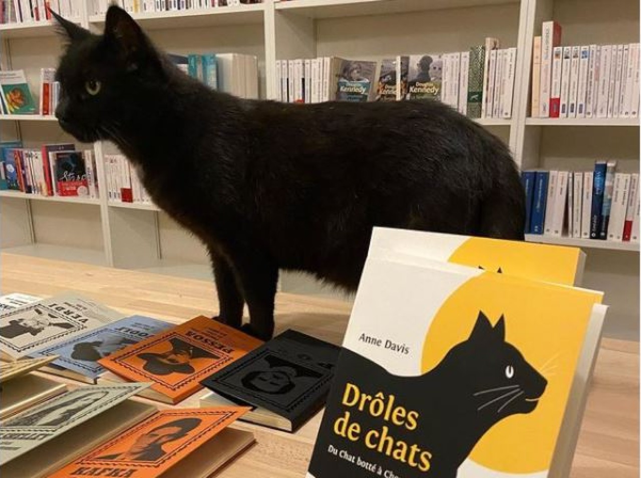 libreria gatti randagi