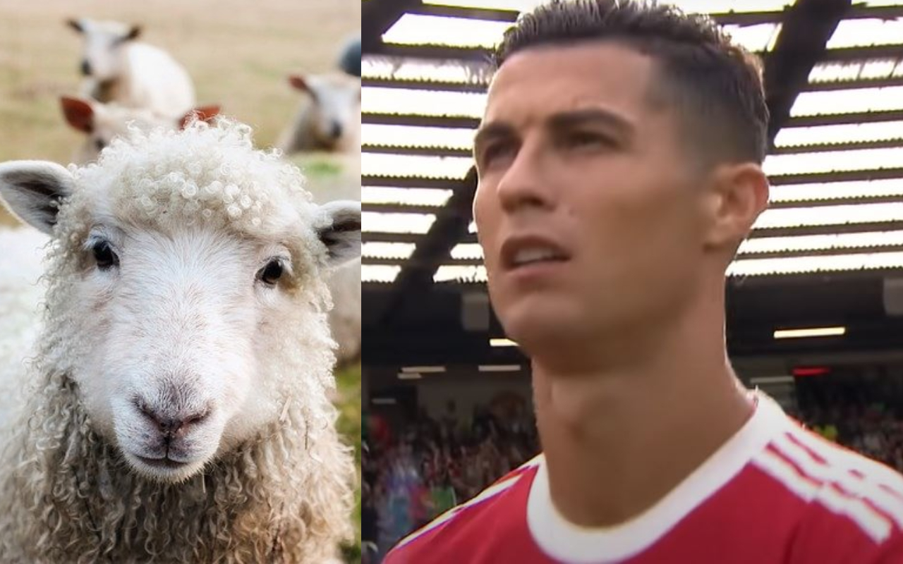Cristiano Ronaldo pecore