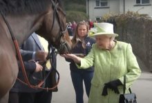 Regina Elisabetta cavalli