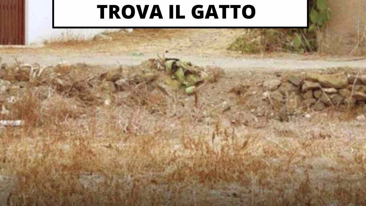 trova il gatto