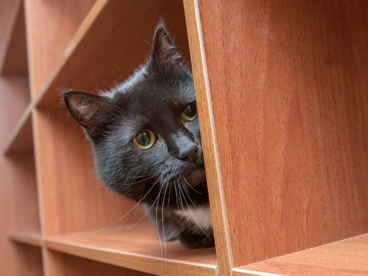 Sicuro di piacere al tuo gatto: scoprilo così