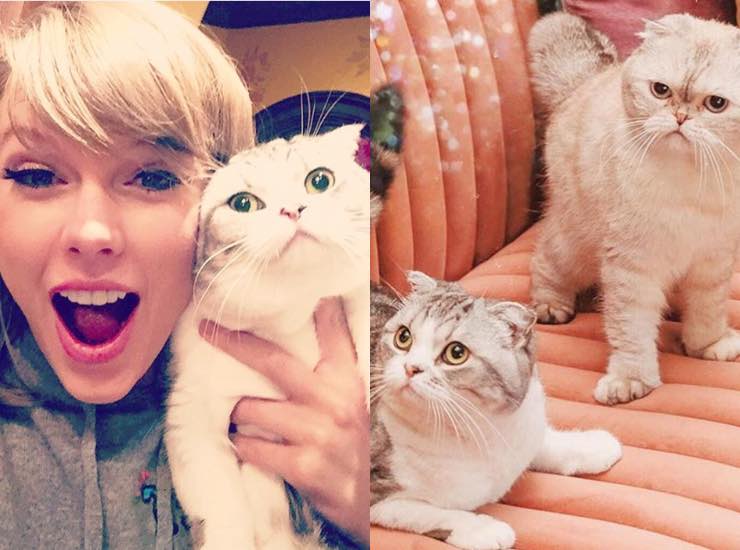 Taylor Swift gatti